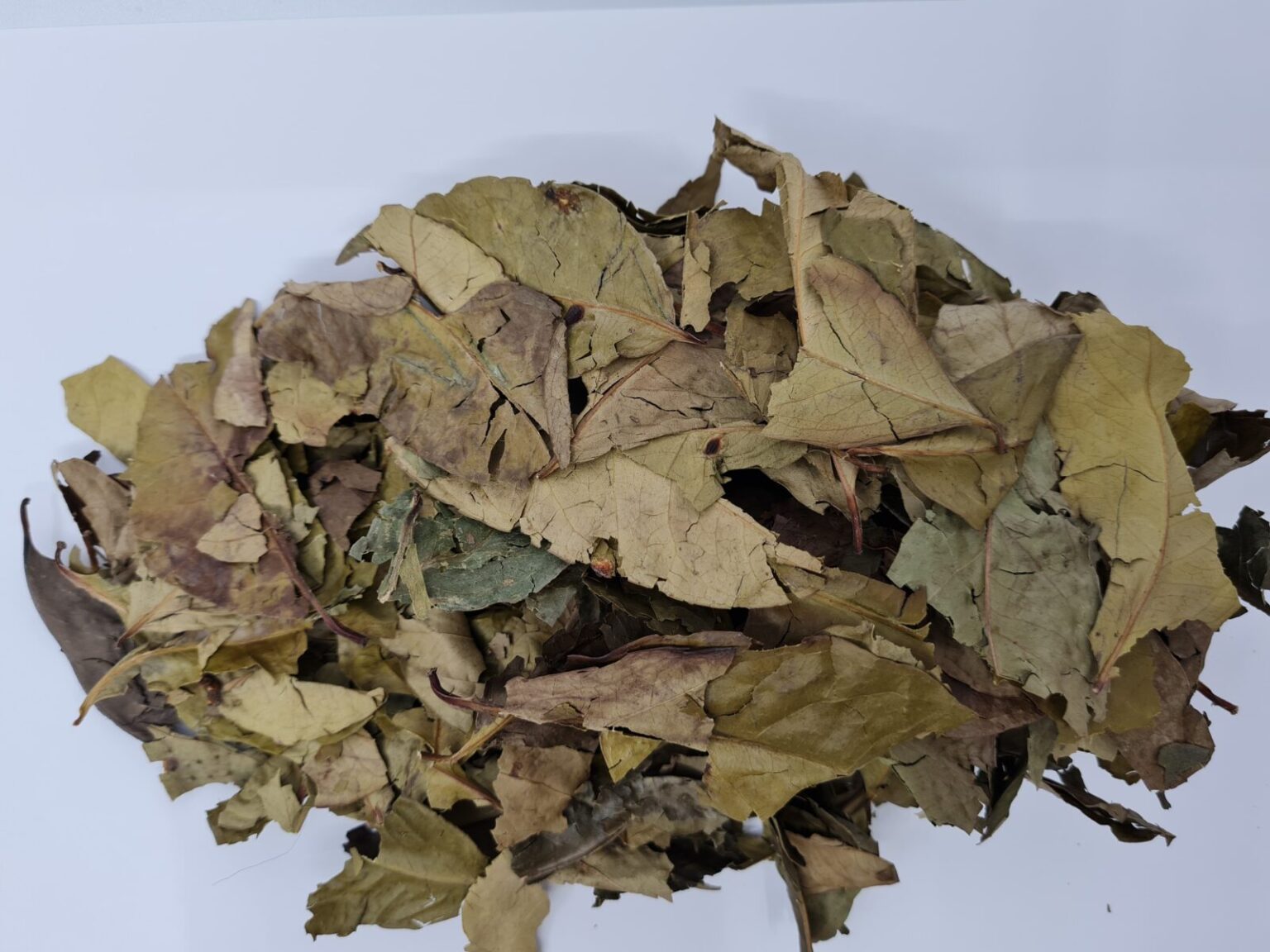 Indonesian Bay leaves Syzygium polyanthum Dried Daun  